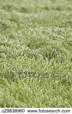 Stock Photography - plant, plant life, 
flora, growth, 
green, environment. 
fotosearch - search 
stock photos, 
pictures, images, 
and photo clipart