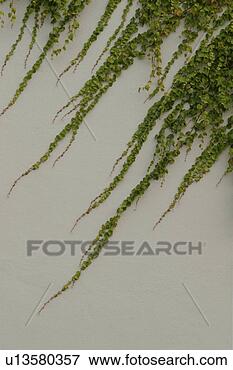Picture - vegetation, creeper, 
leafage, wall, 
cement, plaster. 
fotosearch - search 
stock photos, 
pictures, images, 
and photo clipart