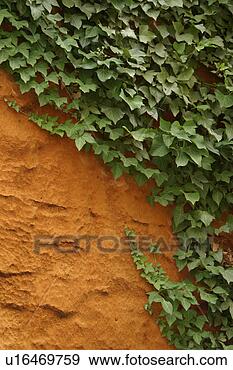 Stock Photograph - vegetation, creeper, 
leafage, wall, 
cement, plaster. 
fotosearch - search 
stock photos, 
pictures, images, 
and photo clipart