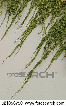 Stock Photography - vegetation, creeper, 
leafage, wall, 
cement, plaster. 
fotosearch - search 
stock photos, 
pictures, images, 
and photo clipart