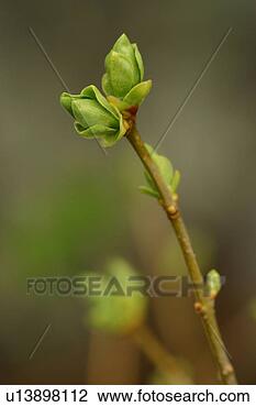Stock Photo - vegetation, wild, 
yield, fleshy, 
organic, foliage. 
fotosearch - search 
stock photos, 
pictures, images, 
and photo clipart