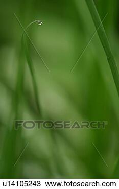 Stock Photo - vegetation, wild, 
yield, fleshy, 
organic, foliage. 
fotosearch - search 
stock photos, 
pictures, images, 
and photo clipart