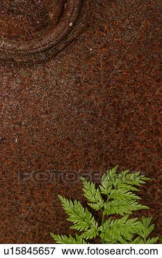 Picture - vegetation, wild, 
yield, fleshy, 
organic, foliage. 
fotosearch - search 
stock photos, 
pictures, images, 
and photo clipart