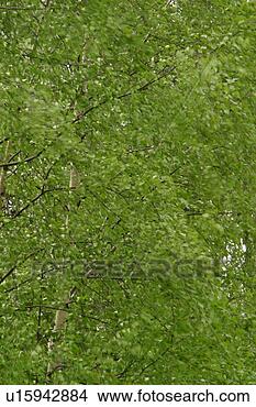 Stock Photo - vegetation, wild, 
yield, fleshy, 
organic, foliage. 
fotosearch - search 
stock photos, 
pictures, images, 
and photo clipart