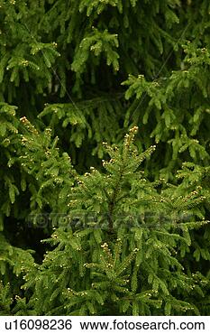 Stock Photo - vegetation, wild, 
yield, fleshy, 
organic, foliage. 
fotosearch - search 
stock photos, 
pictures, images, 
and photo clipart