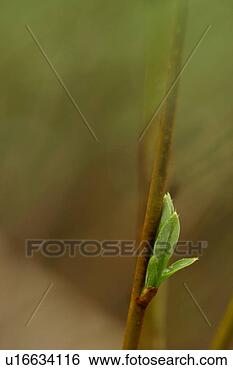 Stock Photo - vegetation, wild, 
yield, fleshy, 
organic, foliage. 
fotosearch - search 
stock photos, 
pictures, images, 
and photo clipart