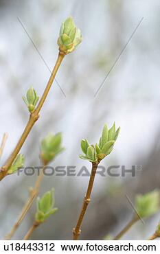 Stock Photo - vegetation, wild, 
yield, fleshy, 
organic, foliage. 
fotosearch - search 
stock photos, 
pictures, images, 
and photo clipart