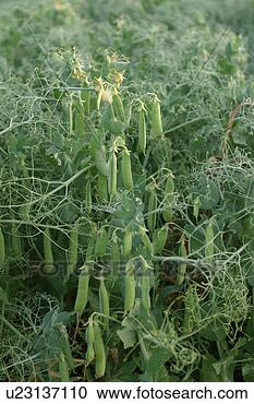 Stock Photography - vegetation, wild, 
yield, fleshy, 
organic, foliage. 
fotosearch - search 
stock photos, 
pictures, images, 
and photo clipart