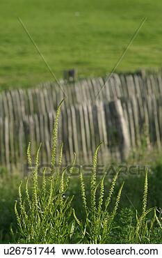 Stock Photo - vegetation, wild, 
yield, fleshy, 
organic, foliage. 
fotosearch - search 
stock photos, 
pictures, images, 
and photo clipart