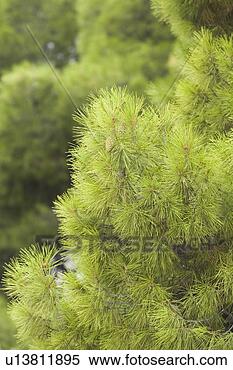 Stock Image - vegetation, yield, 
organic, foliage, 
outdoors, close-up. 
fotosearch - search 
stock photos, 
pictures, images, 
and photo clipart
