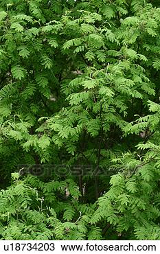 Stock Photo - vegetation, yield, 
organic, foliage, 
outdoors, close-up. 
fotosearch - search 
stock photos, 
pictures, images, 
and photo clipart
