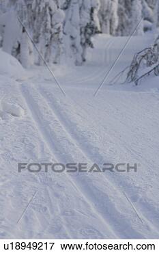 Picture - covering, day, 
evergreen tree, 
focus on foreground, 
forest. fotosearch 
- search stock 
photos, pictures, 
images, and photo 
clipart