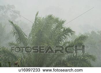 Stock Photo - field, flora, 
grow, growth, 
life, plant. fotosearch 
- search stock 
photos, pictures, 
images, and photo 
clipart