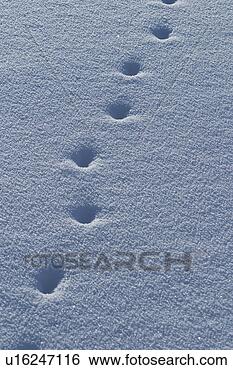 Stock Photo - footsteps, footmark, 
marks, prints, 
footprints, surface. 
fotosearch - search 
stock photos, 
pictures, images, 
and photo clipart