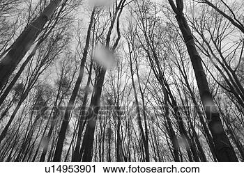Stock Photography - growth, dense, 
dense growth, 
natural, outdoors, 
plants. fotosearch 
- search stock 
photos, pictures, 
images, and photo 
clipart