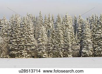Stock Photo - blizzard, cold, 
autumn. fotosearch 
- search stock 
photos, pictures, 
images, and photo 
clipart