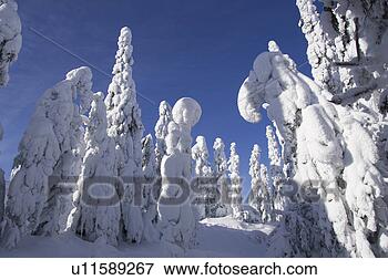 Picture - blue, clear sky, 
covering, day, 
evergreen tree. 
fotosearch - search 
stock photos, 
pictures, images, 
and photo clipart