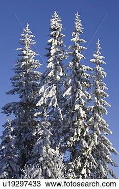Stock Photo - blue, clear sky, 
close-up, coniferous 
tree, covering. 
fotosearch - search 
stock photos, 
pictures, images, 
and photo clipart