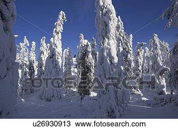 Stock Photo - blue, clear sky, 
covering, day, 
evergreen tree. 
fotosearch - search 
stock photos, 
pictures, images, 
and photo clipart