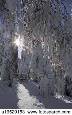 Stock Photo - branch, covering, 
day, evergreen 
tree, forest. 
fotosearch - search 
stock photos, 
pictures, images, 
and photo clipart