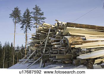Stock Photo - clear sky, close-up, 
day, evergreen 
tree, forest. 
fotosearch - search 
stock photos, 
pictures, images, 
and photo clipart