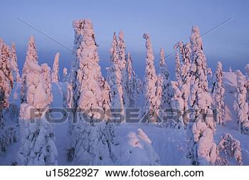 Picture - clear sky, covering, 
day, dense, evergreen 
tree. fotosearch 
- search stock 
photos, pictures, 
images, and photo 
clipart