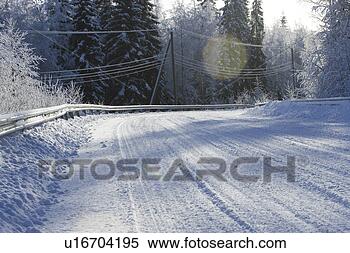 Stock Image - cold, coniferous 
tree, covering, 
day. fotosearch 
- search stock 
photos, pictures, 
images, and photo 
clipart