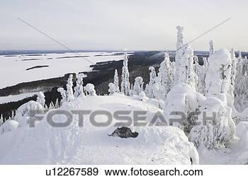 Stock Photograph - covering, day, 
distant, evergreen 
tree, forest. 
fotosearch - search 
stock photos, 
pictures, images, 
and photo clipart