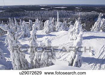 Stock Photograph - covering, day, 
distant, evergreen 
tree, forest. 
fotosearch - search 
stock photos, 
pictures, images, 
and photo clipart