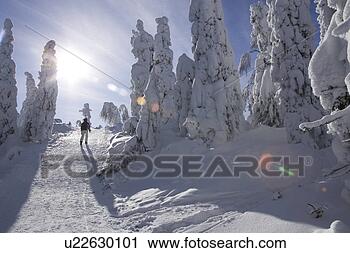 Stock Photography - covering, day, 
evergreen tree, 
footprint, forest. 
fotosearch - search 
stock photos, 
pictures, images, 
and photo clipart