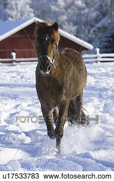 Stock Photo - day, horse, domestic 
animals, adult 
animal. fotosearch 
- search stock 
photos, pictures, 
images, and photo 
clipart