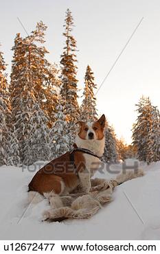 Picture - dog, species, 
watching, looking, 
alert, dangerous. 
fotosearch - search 
stock photos, 
pictures, images, 
and photo clipart