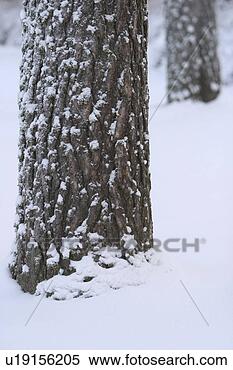 Stock Image - storm, winter, 
snow, blizzard, 
freeze, autumn. 
fotosearch - search 
stock photos, 
pictures, images, 
and photo clipart