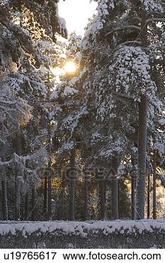 Picture - storm, winter, 
snow, blizzard, 
freeze, autumn. 
fotosearch - search 
stock photos, 
pictures, images, 
and photo clipart