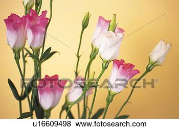 Stock Photo - eustoma grandiflorum. 
fotosearch - search 
stock photos, 
pictures, images, 
and photo clipart
