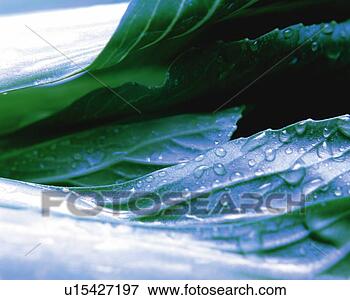 Picture - ping geng cai, 
close up, differential 
focus, in focus, 
out focus. fotosearch 
- search stock 
photos, pictures, 
images, and photo 
clipart