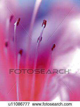Picture - stamen of azalea, 
close up, differential 
focus, in focus, 
out focus. fotosearch 
- search stock 
photos, pictures, 
images, and photo 
clipart