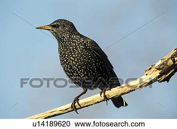 Stock Photography - aves, bird, bill, 
beak, animals. 
fotosearch - search 
stock photos, 
pictures, images, 
and photo clipart