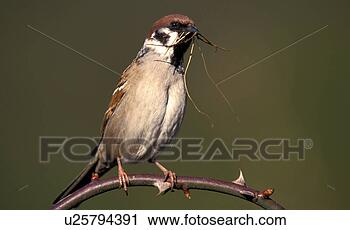 Stock Photography - aves, bough, bird, 
beige, animals. 
fotosearch - search 
stock photos, 
pictures, images, 
and photo clipart