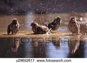 Picture - bird, ask-hung, 
bathe, bath, aves, 
clean, animals. 
fotosearch - search 
stock photos, 
pictures, images, 
and photo clipart