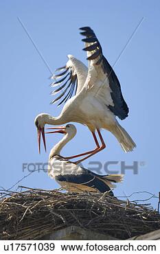 Stock Photograph - birds, animal, 
bird nests, bird, 
animals, alfred. 
fotosearch - search 
stock photos, 
pictures, images, 
and photo clipart