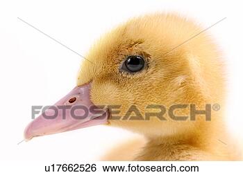 Stock Photo - agroindustry, 
anatinae, alfred, 
agriculture. fotosearch 
- search stock 
photos, pictures, 
images, and photo 
clipart