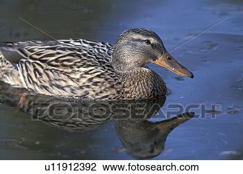 Stock Photo - anatinae, aves, 
animals, anas. 
fotosearch - search 
stock photos, 
pictures, images, 
and photo clipart
