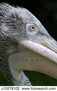 Stock Photo - animals, bill, 
beak, aves, alfred. 
fotosearch - search 
stock photos, 
pictures, images, 
and photo clipart