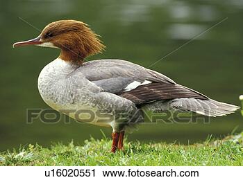 Stock Photography - animals, bird, 
aves, anatinae. 
fotosearch - search 
stock photos, 
pictures, images, 
and photo clipart