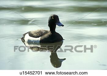 Stock Photography - animals, black, 
bird, aves, anatinae. 
fotosearch - search 
stock photos, 
pictures, images, 
and photo clipart