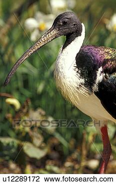 Stock Photo - aves, beak, animals. 
fotosearch - search 
stock photos, 
pictures, images, 
and photo clipart