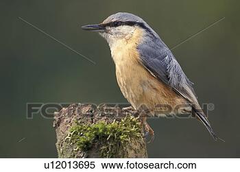 Stock Image - aves, bill, beak, 
animals. fotosearch 
- search stock 
photos, pictures, 
images, and photo 
clipart