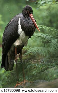Stock Photo - aves, bird, bill, 
beak, animals. 
fotosearch - search 
stock photos, 
pictures, images, 
and photo clipart