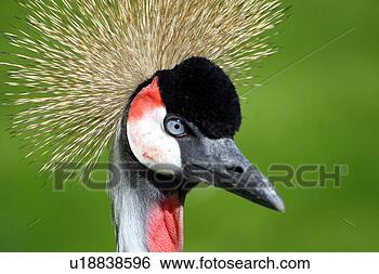 Stock Photo - aves, bird, bill, 
beak, animals. 
fotosearch - search 
stock photos, 
pictures, images, 
and photo clipart